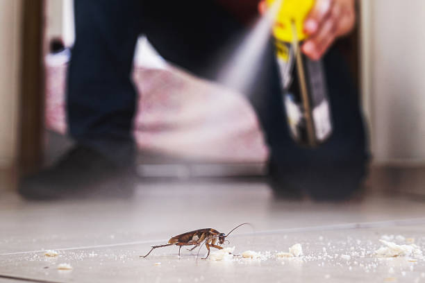 Best Flea Control Services  in Fletcher, NC